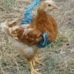 Meet your Posher, Jaylee